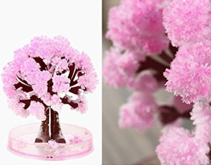 Magic Growing Sakura Cherry Blossom Tree FREE GLOBAL SHIPPING